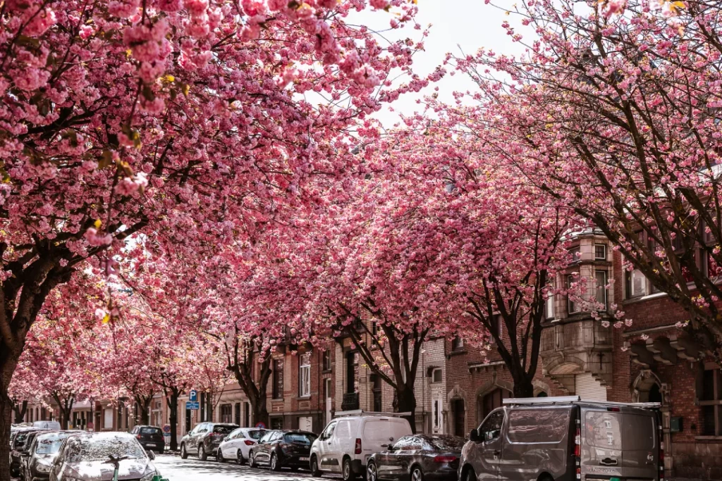 cherry blossoms avenue du diamant in brussels 1080x720 1