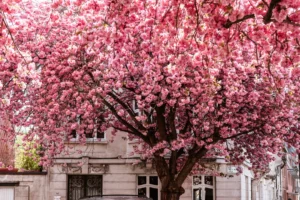 cherry blossoms in ixelles brussels 1080x720 1