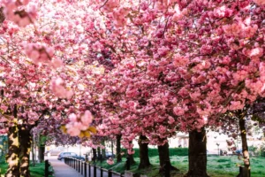 cherry blossoms rue leekaerts in brussels 1080x720 1